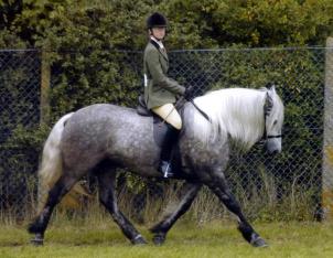 Kent Livery Yard  Nic showing Gigha