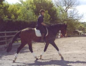 Retraining ex racehorse