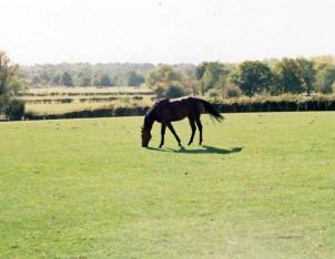 Kent Livery Yard  