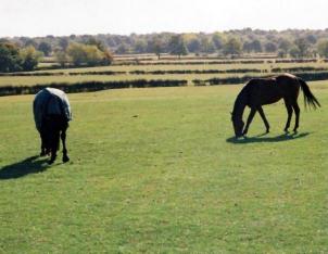 Kent Livery Yard  150 Acres quality grazing