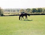 Kent Livery Yard 